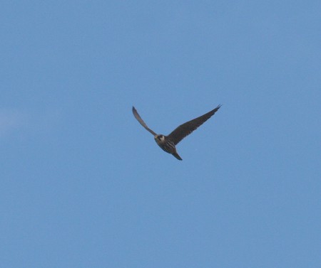 Hobby chasing Hirrundines over dewsbury Sewage works